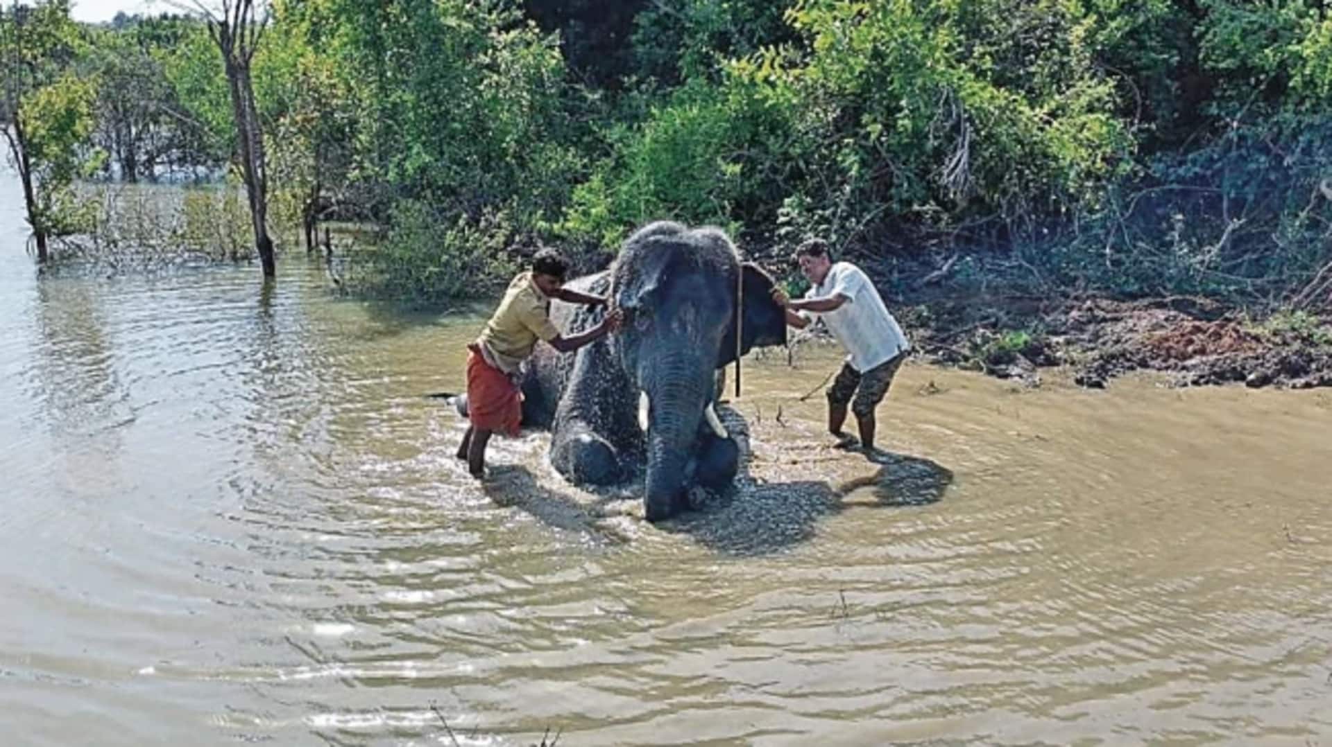 Kunki Elephants: ముసలమడుగు శిబిరంలోని కుంకీ ఏనుగుల ఆహారమిదే.. Kunki Elephants: ముసలమడుగు శిబిరంలోని కుంకీ ఏనుగుల ఆహారమిదే..