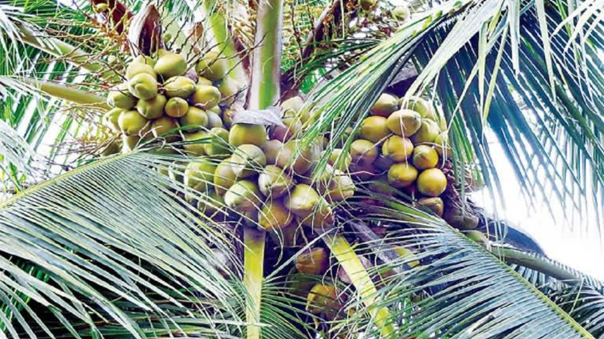 Coconut cultivation: ప్రాంతీయ కొబ్బరి అభివృద్ధి మండలి ఏర్పాటుకు కేంద్రానికి లేఖ