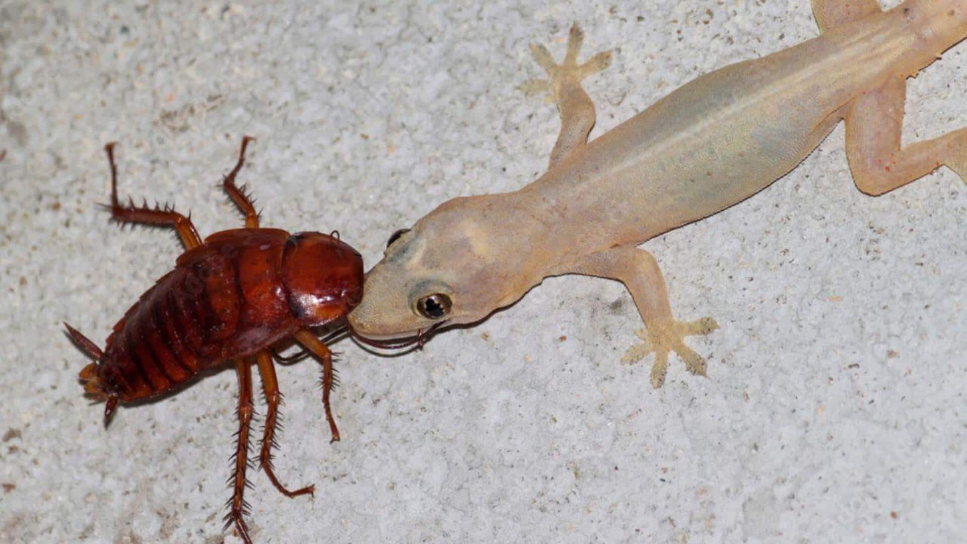 Cockroaches and Lizards: బొద్దింకలు, బల్లుల సమస్యతో ఇబ్బంది పడుతున్నారా?.. ఐతే ఈ సులభమైన పద్ధతితో చెక్ పెట్టండి..! Cockroaches and Lizards: బొద్దింకలు, బల్లుల సమస్యతో ఇబ్బంది పడుతున్నారా?.. ఐతే ఈ సులభమైన పద్ధతితో చెక్ పెట్టండి..!