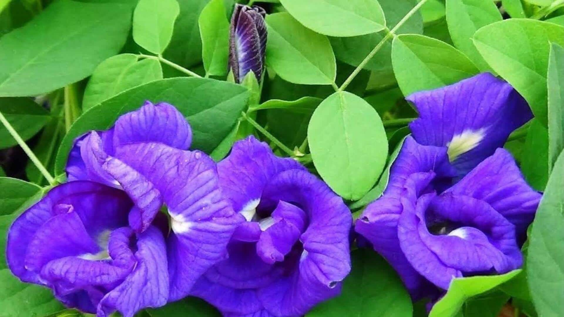 Aparajita Plant: ఇంట్లో శంఖు పూల ముక్కను పెంచడం వల్ల కలిగే లాభాలు, నష్టాలు ఇవే.. Aparajita Plant: ఇంట్లో శంఖు పూల ముక్కను పెంచడం వల్ల కలిగే లాభాలు, నష్టాలు ఇవే..