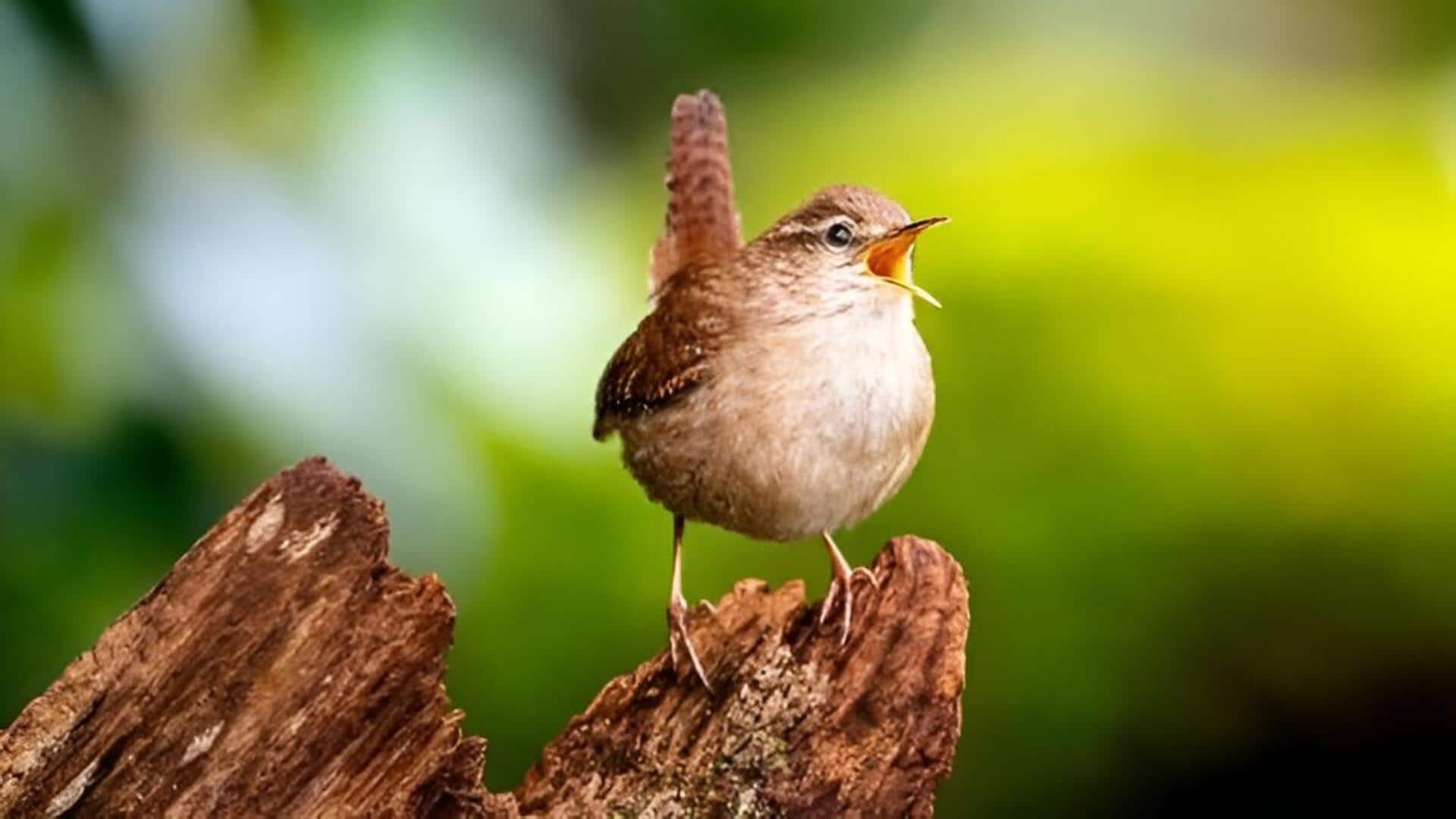 Bird Songs: పక్షుల పాటలకు కేవలం 8 మూల శబ్దాలే.. శాస్త్రవేత్తల సంచలన అధ్యయనం