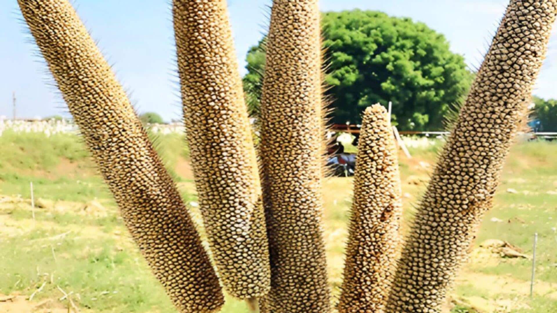 Telangana: ప్రపంచంలోనే తొలి త్రివిధ సజ్జ హైబ్రిడ్‌ 'ఆర్‌హెచ్‌బీ-273' విడుదల