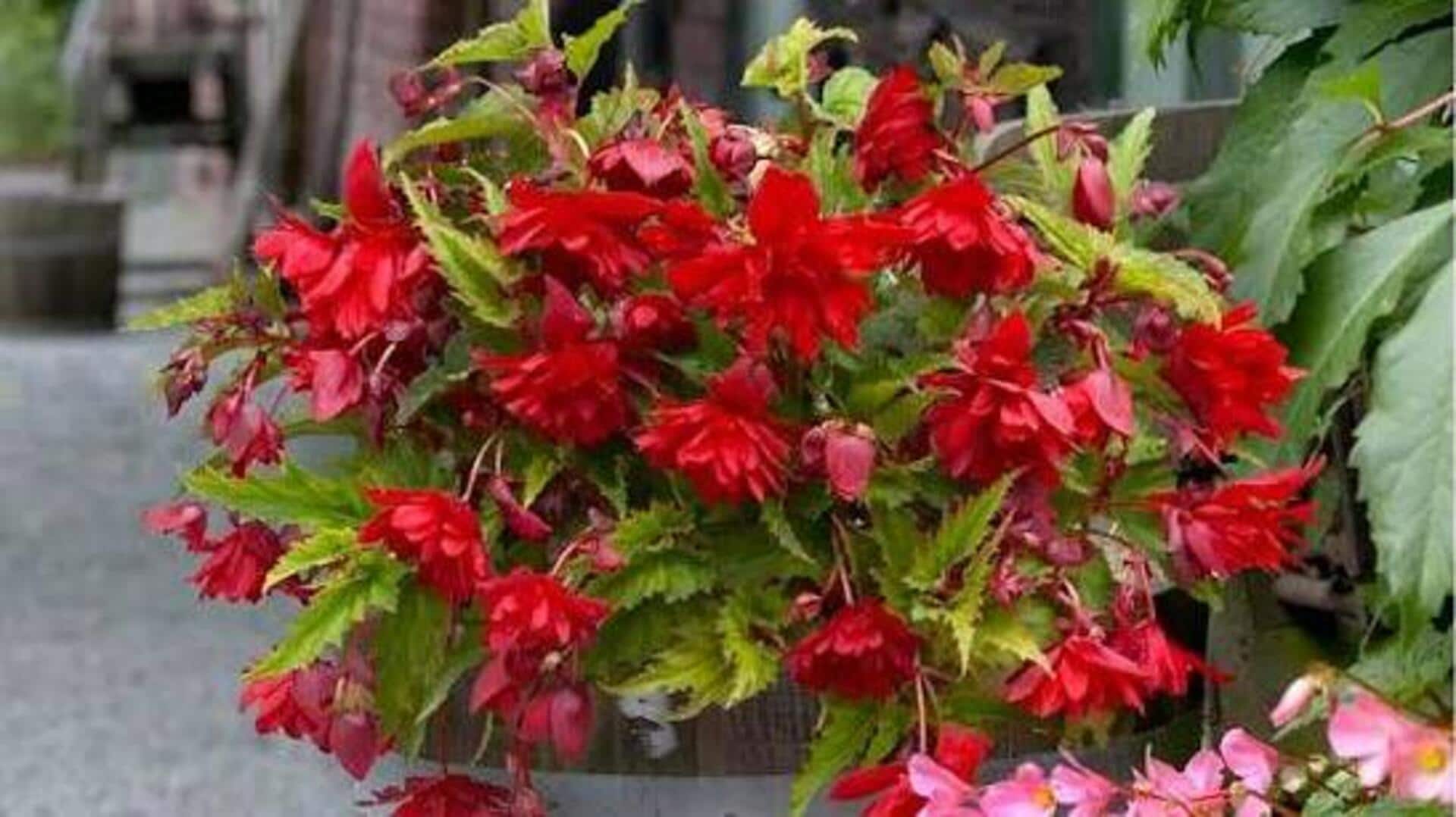 Indoor Begonia Plants: ఇండోర్ బెగోనియాస్ మొక్కల సంరక్షణ ఎలా? ఈ టిప్స్‌ పాటిస్తే చక్కగా పెరుగుతాయి!