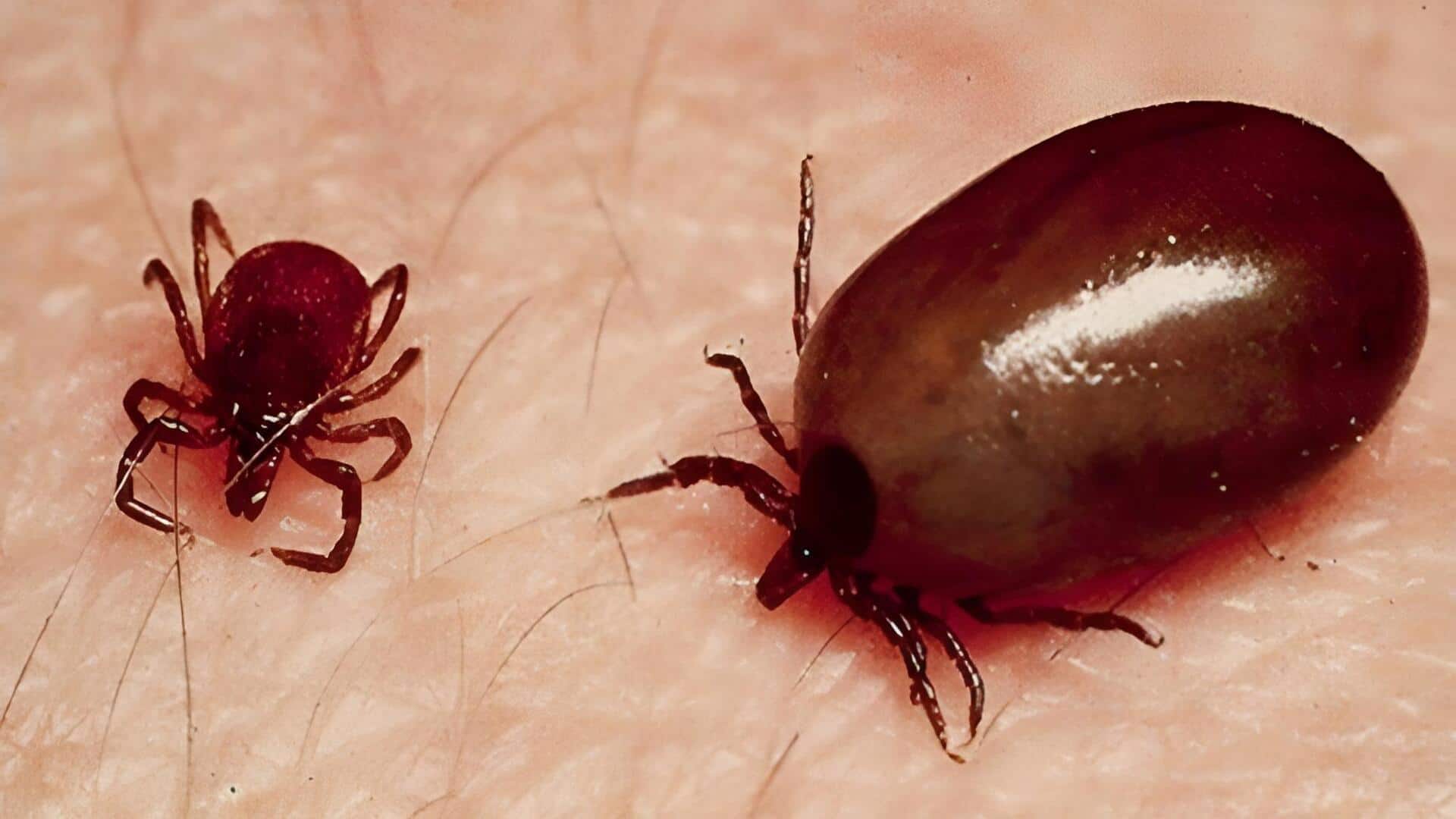 Scrub Typhus: ఐదుకు చేరిన 'స్క్రబ్‌ టైఫస్‌' మృతులు.. రాష్ట్రమంతటా పాజిటివ్‌ కేసులు వెలుగులోకి
