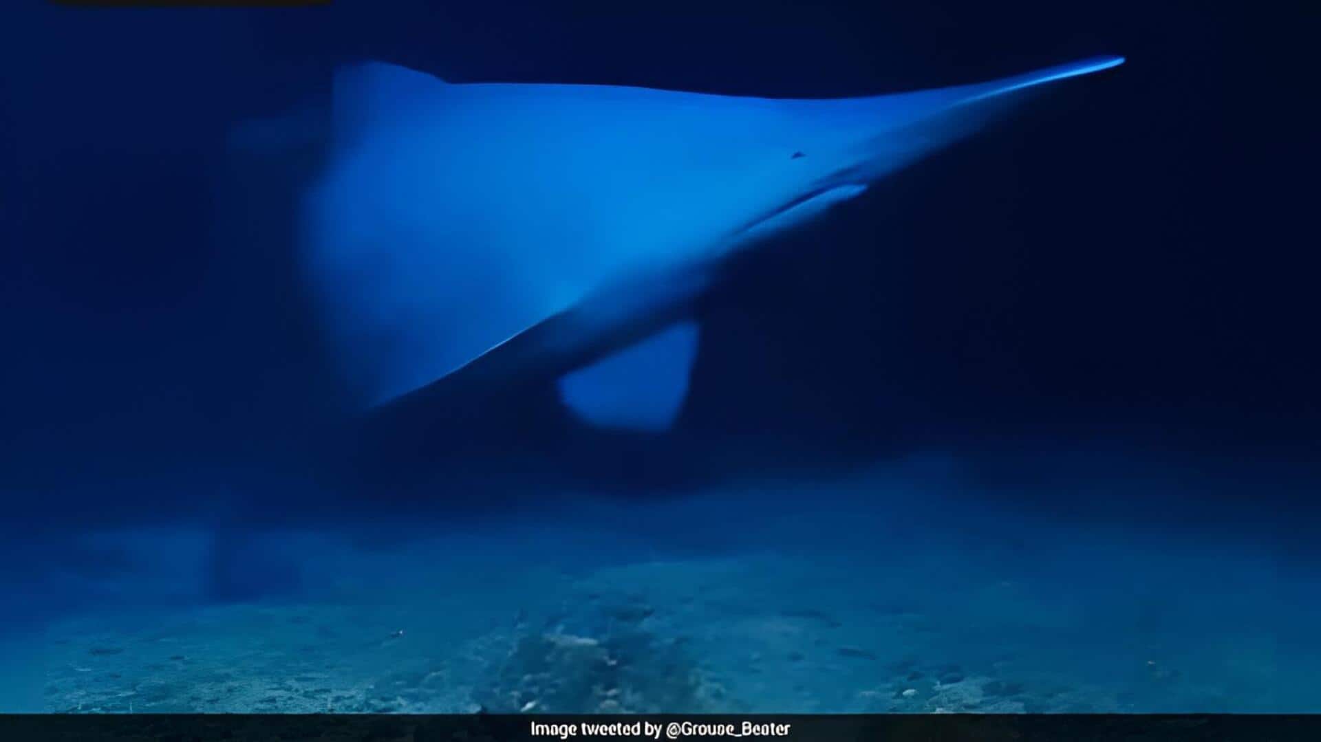 Goblin Shark: 12.5 కోట్ల ఏళ్ల నాటి 'లివింగ్ ఫాసిల్'.. సముద్ర గర్భంలో సజీవంగా కెమెరాకు చిక్కిన గోబ్లిన్ షార్క్!