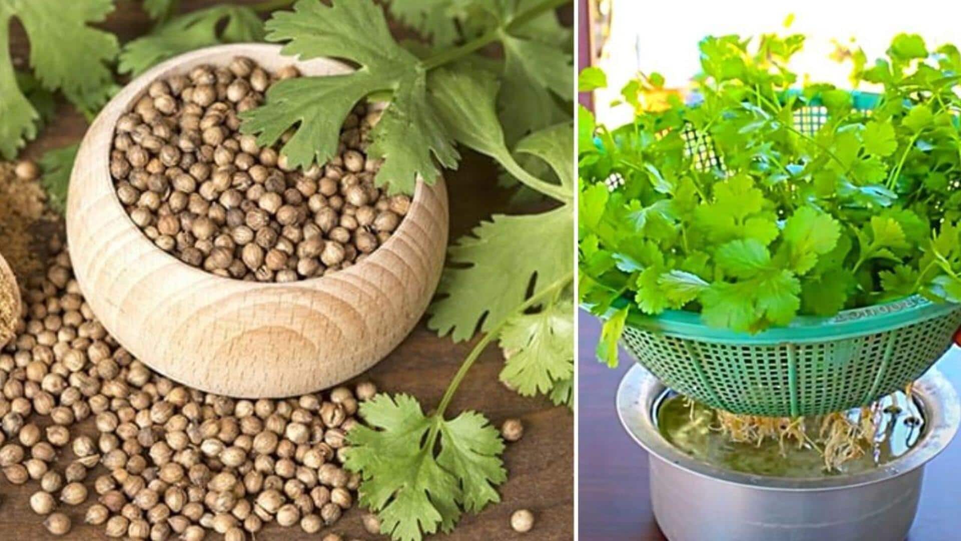 Tips: నీటిలో కొత్తిమీరను ఎలా పెంచాలి?