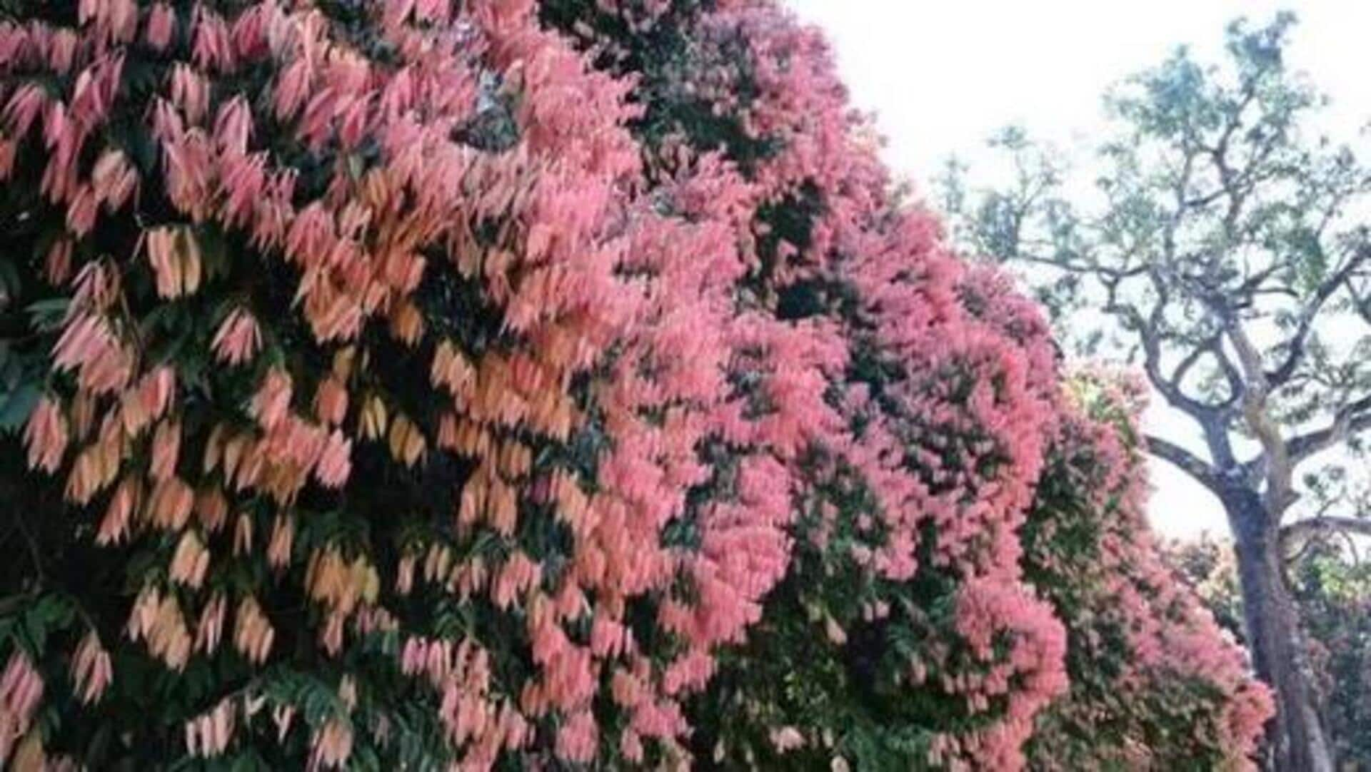 Pink Forest: పాడేరులో 'పింక్ ఫారెస్ట్'.. ఉత్తరాంధ్రలో కొత్త పర్యాటక ఆకర్షణ