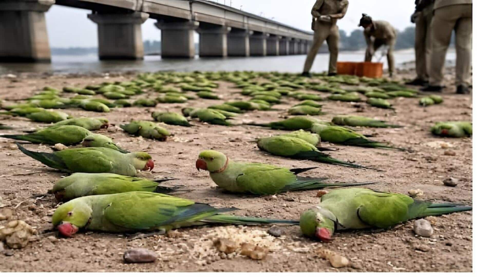 Madhya Pradesh: మధ్యప్రదేశ్‌ ఖర్గోన్ జిల్లాలో విషాదం.. నాలుగు రోజుల్లో 200కు పైగా చిలుకలు మృతి 