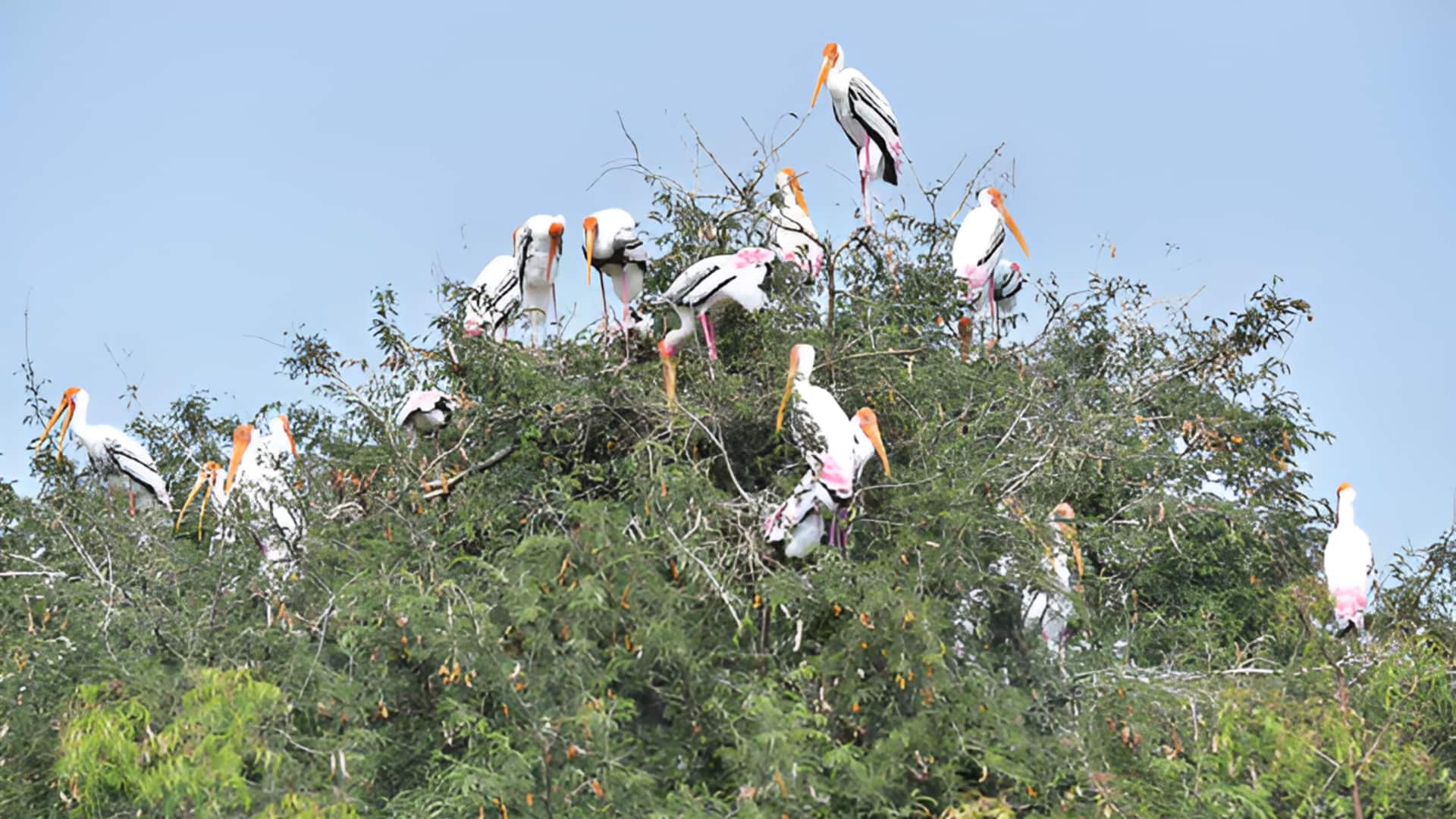 Telangana: చింతపల్లిలో మళ్లీ సందడి చేసిన సైబీరియా కొంగలు