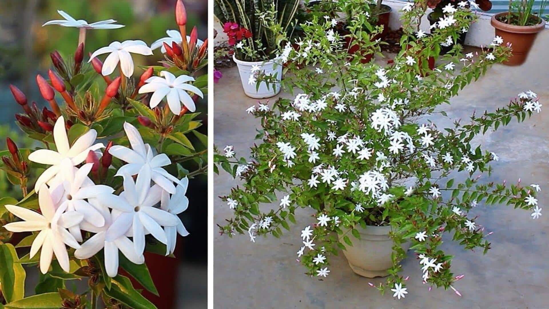kunjia plant: ఇంట్లో కుంజియా మొక్క సంరక్షణ ఎలా? సులభ చిట్కాలివే!