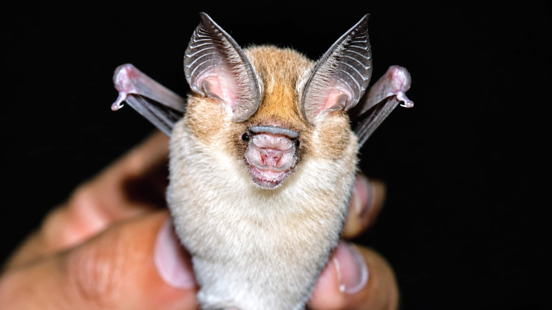 Rare Kolar Roundleaf Bat: ఈ అరుదైన గబ్బిలానికి ఆకలెక్కువ.. 4,100కుపైగా కీటకాలే ఆహారం!