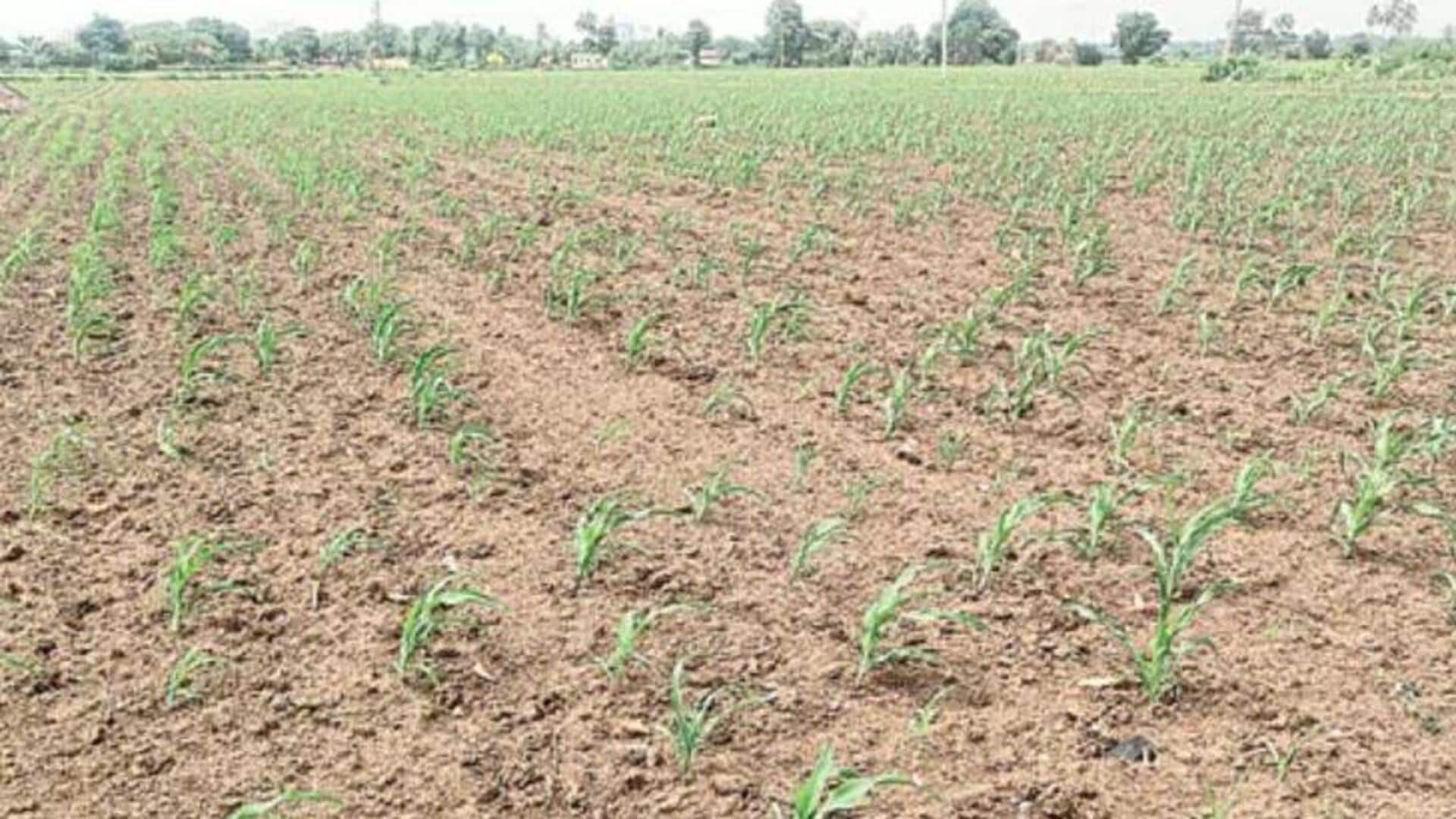Warangal: రైతులకు కన్నీరు.. చినుకు లేక ఎండిపోతున్న పంటలు! Warangal: రైతులకు కన్నీరు.. చినుకు లేక ఎండిపోతున్న పంటలు!