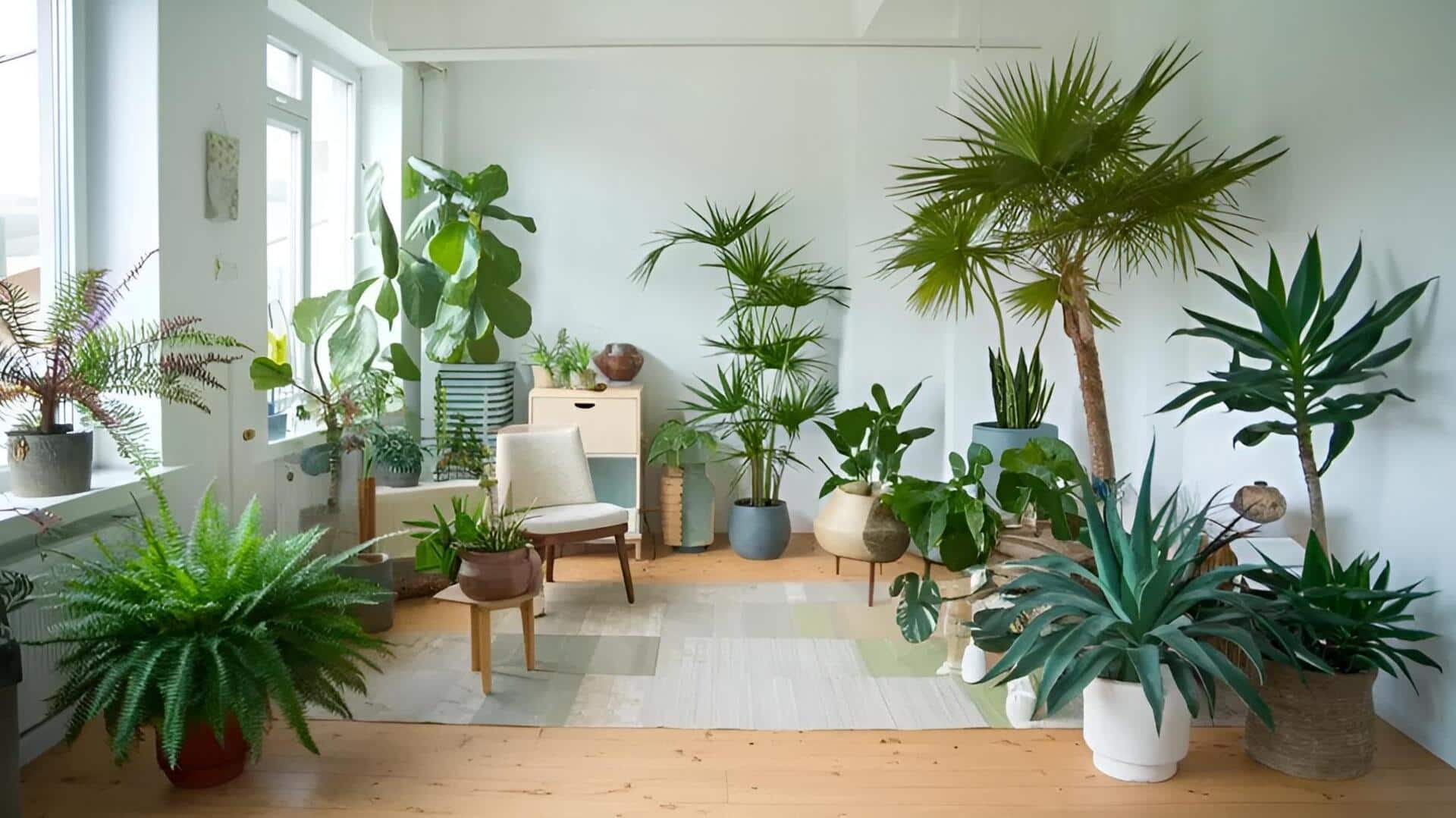 Tips: ఇంటి మొక్కలకు సరైన కాంతి ఎలా అందించాలి? ఐదు సులభ మార్గాలివే!