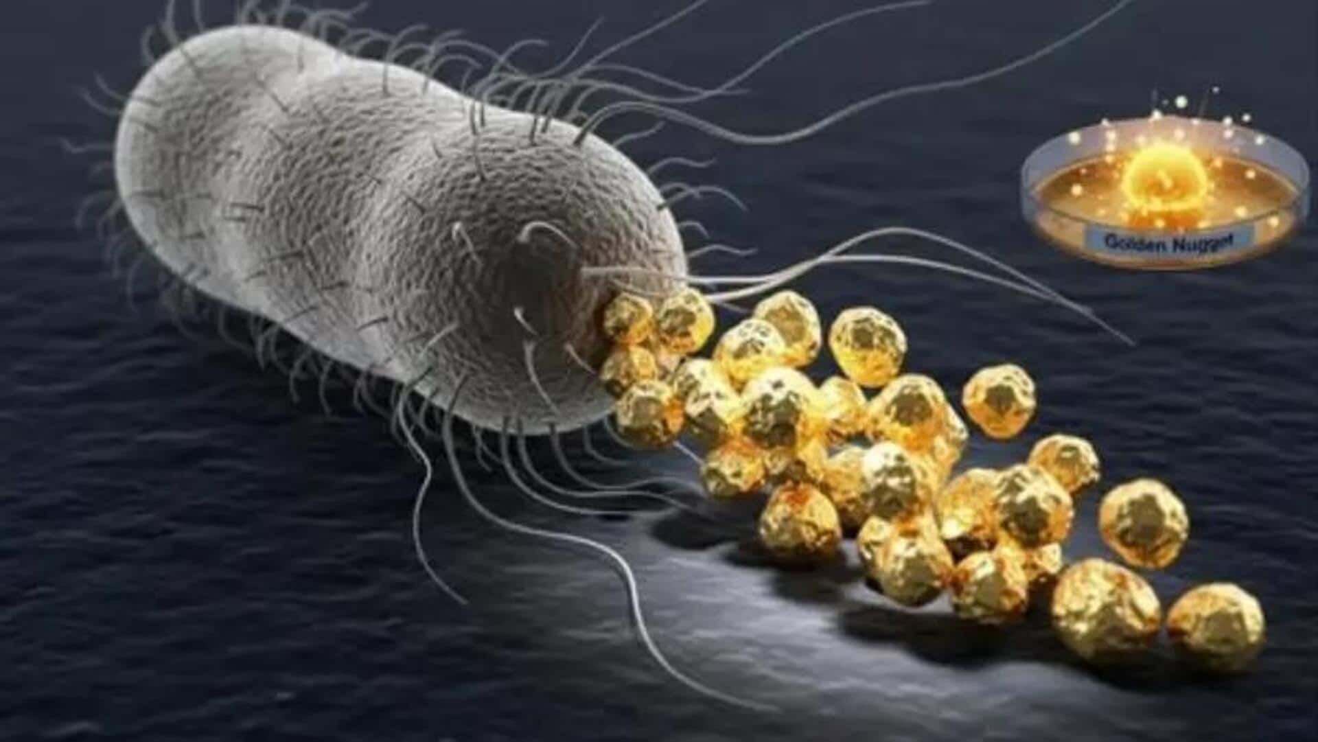 Bacteria produce gold:విషపూరిత లోహాలను తిని 24 క్యారెట్ల బంగారాన్ని విసర్జించే అరుదైన బ్యాక్టీరియా
