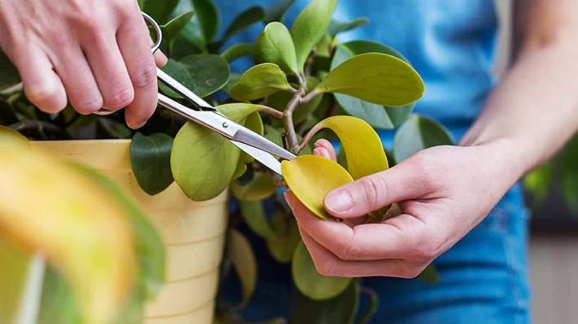 Home Gardening: ఇంట్లో మొక్కలను కత్తిరించడం ఎలా?