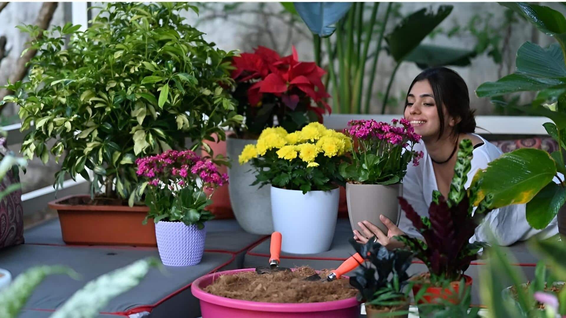 Indoor plants : నీడలోనూ నిగనిగలాడే ఇండోర్ ప్లాంట్స్.. సంరక్షణ సీక్రెట్స్ ఇవే!