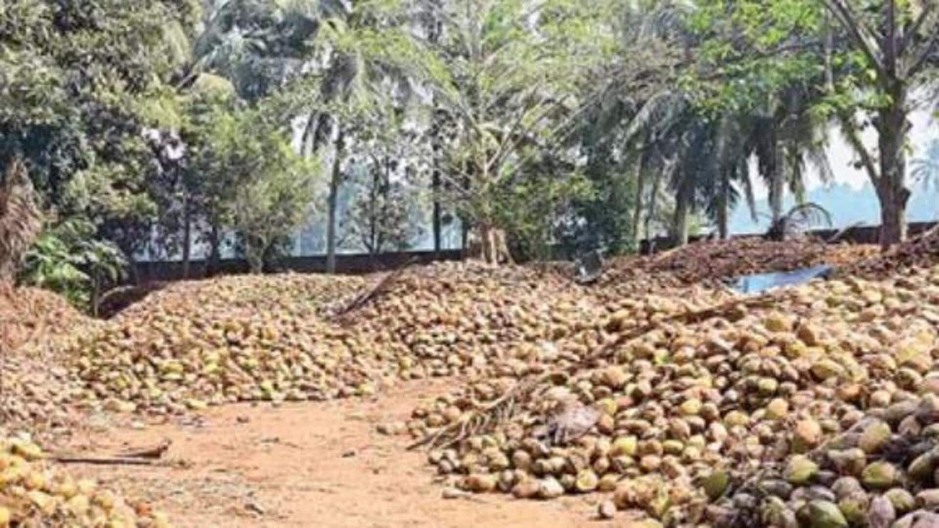 Agriculture: కుంభమేళా ఎఫెక్టు.. కొనసీమ కొబ్బరికి రెట్టింపు డిమాండ్!