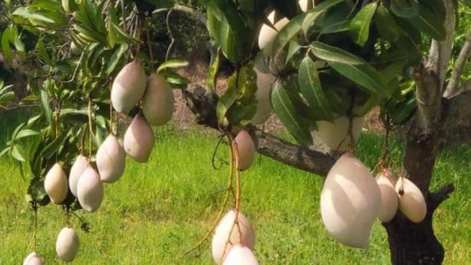 Mangoes Procurement: మామిడి కొనుగోళ్లపై ఏపీ సర్కార్ ప్రత్యేక దృష్టి.. మంచి ఫలితాలిస్తున్న ప్రభుత్వ చర్యలు.. Mangoes Procurement: మామిడి కొనుగోళ్లపై ఏపీ సర్కార్ ప్రత్యేక దృష్టి.. మంచి ఫలితాలిస్తున్న ప్రభుత్వ చర్యలు..