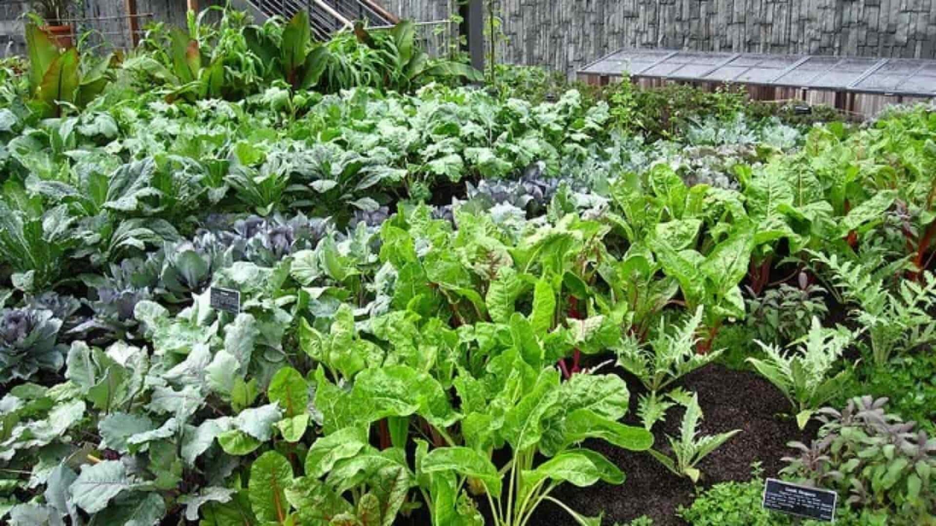 Gardening: మొక్కలు కొంటున్నారా? ఈ 5 ప్రశ్నలు అడగండి