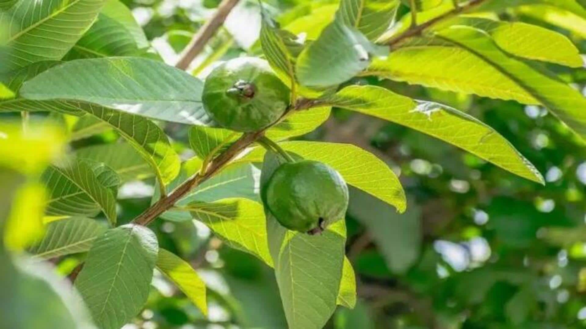 Guava leaves: చిన్న ఆకుల్లో పెద్ద ప్రయోజనం.. జామ ఆకుల హెల్త్ సీక్రెట్స్