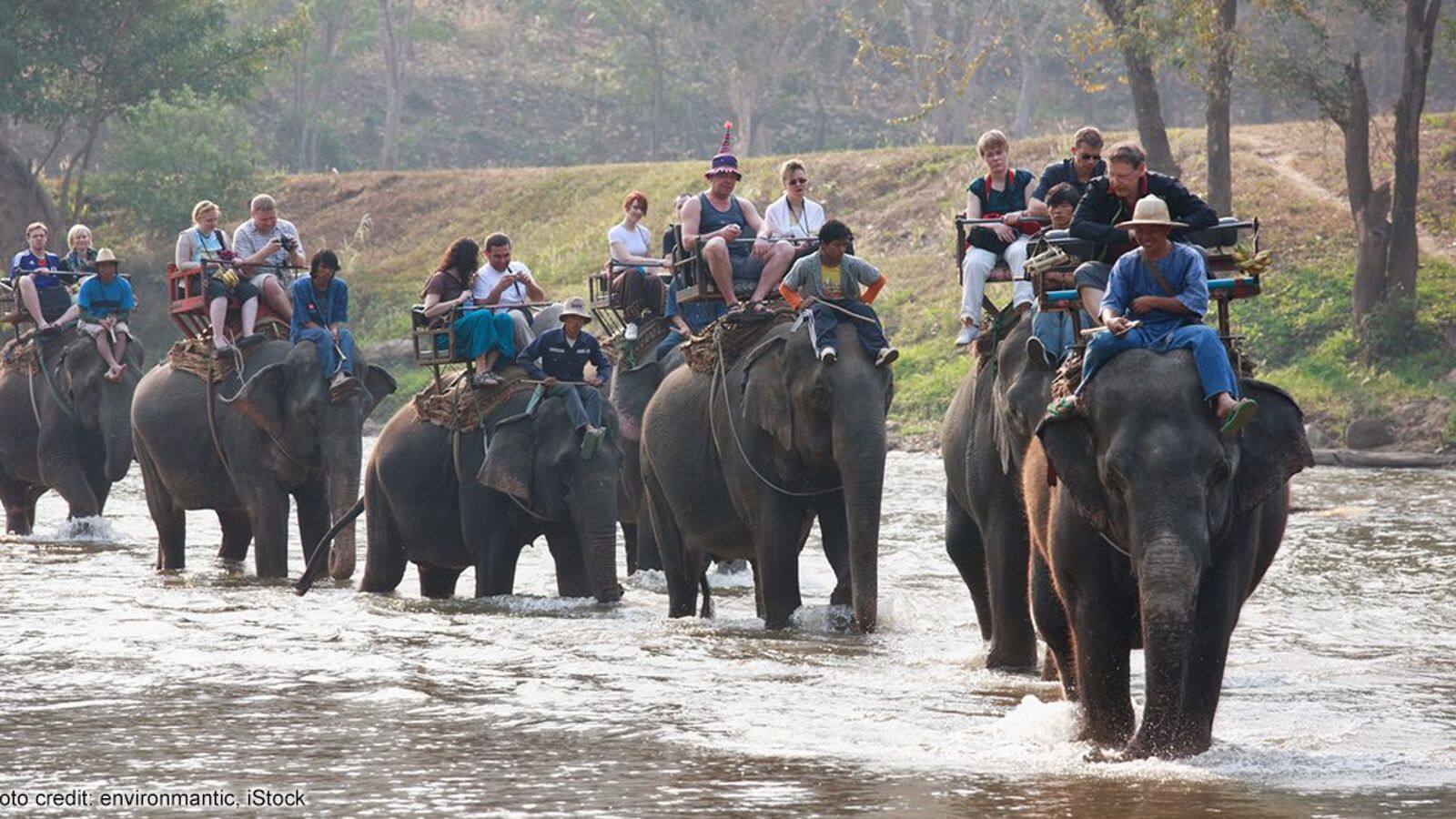 การฝึกยกน้ำหนักในศูนย์อนุรักษ์ช้างไทย