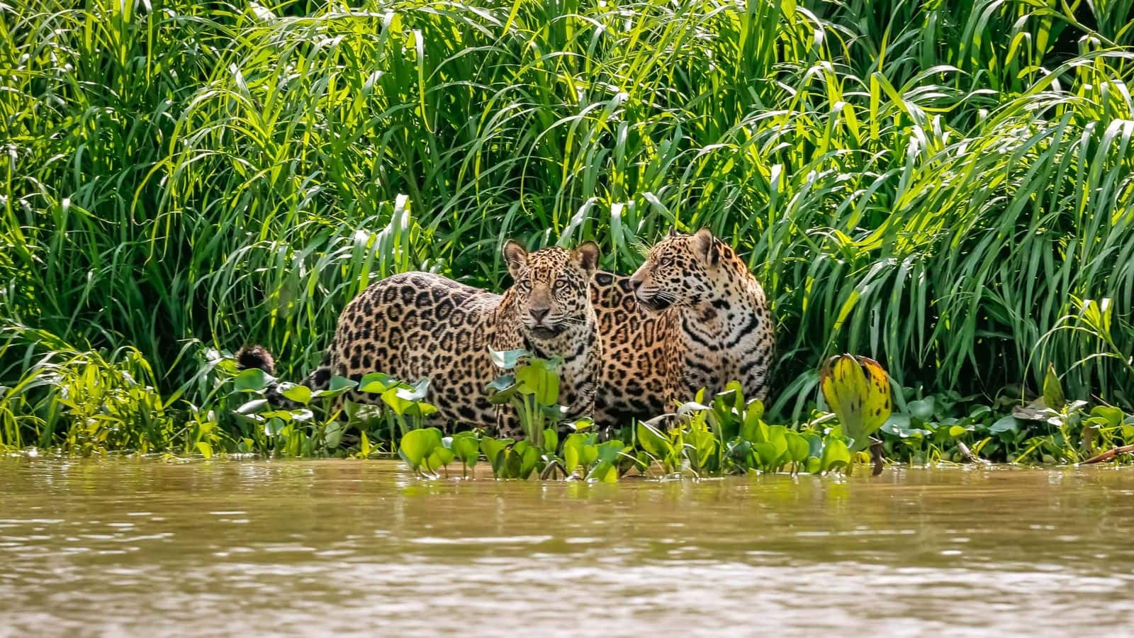 สำรวจสัตว์ป่าในปันตานาล บราซิล