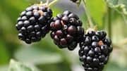 ประโยชน์ของสารสกัดแบล็คเบอร์รี่เพื่อผิวดูอ่อนเยาว์