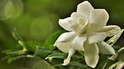 ประโยชน์ของสารสกัดการ์ดีเนียเพื่อผิวสวยเรียบเนียนและกระจ่างใส