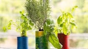 ปลูกสมุนไพรในกระป๋อง เติมความสดชื่นแบบประหยัดงบ