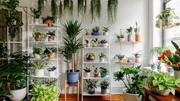 ตกแต่งบ้านให้สวยงามด้วยพืชในบ้าน