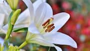 ประโยชน์ของกลีบดอกลิลลี่เพื่อผิวเนียนนุ่ม