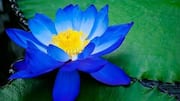 ดอกบัวสีน้ำเงิน: เคล็ดลับผิวสวยเปล่งประกาย