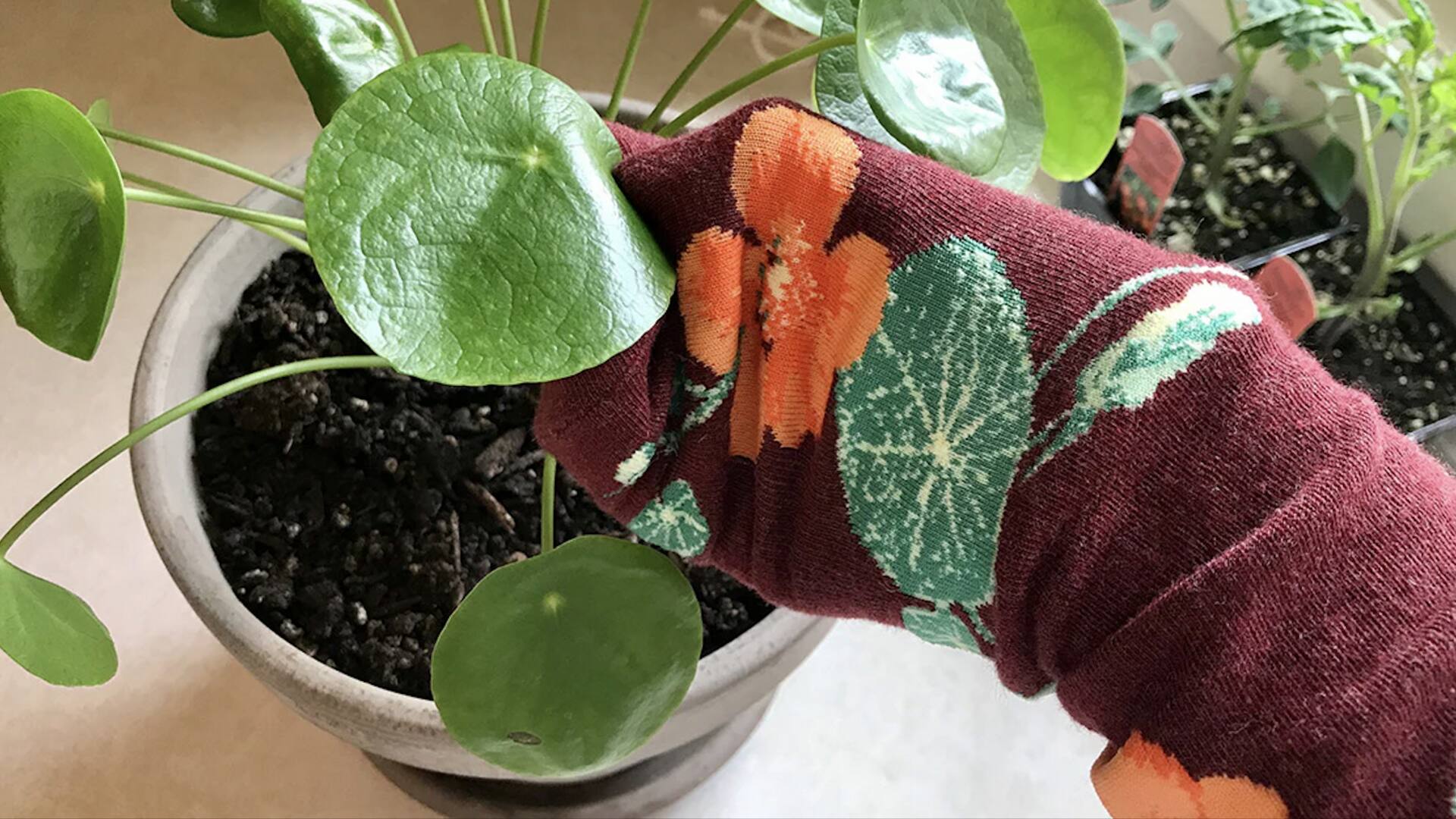 เปลี่ยนถุงเท้าเก่าเป็นของใช้ในบ้านสุดคุ้ม