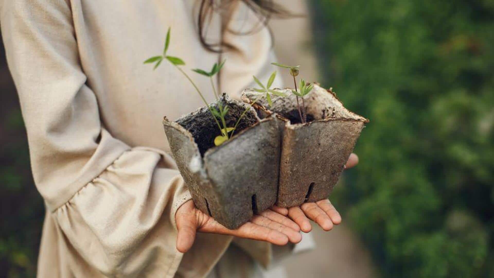 เปลี่ยนแกนกระดาษชำระเป็นต้นกล้าสวนประหยัด