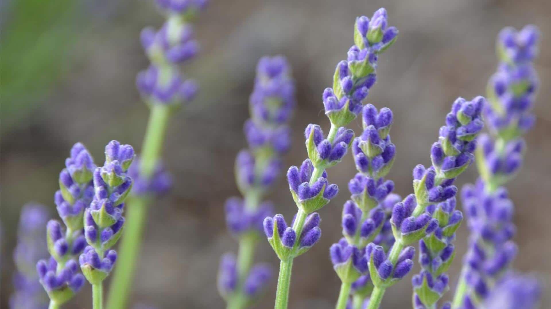 ลาเวนเดอร์: ความงามจากธรรมชาติเพื่อผิวปลอบประโลม