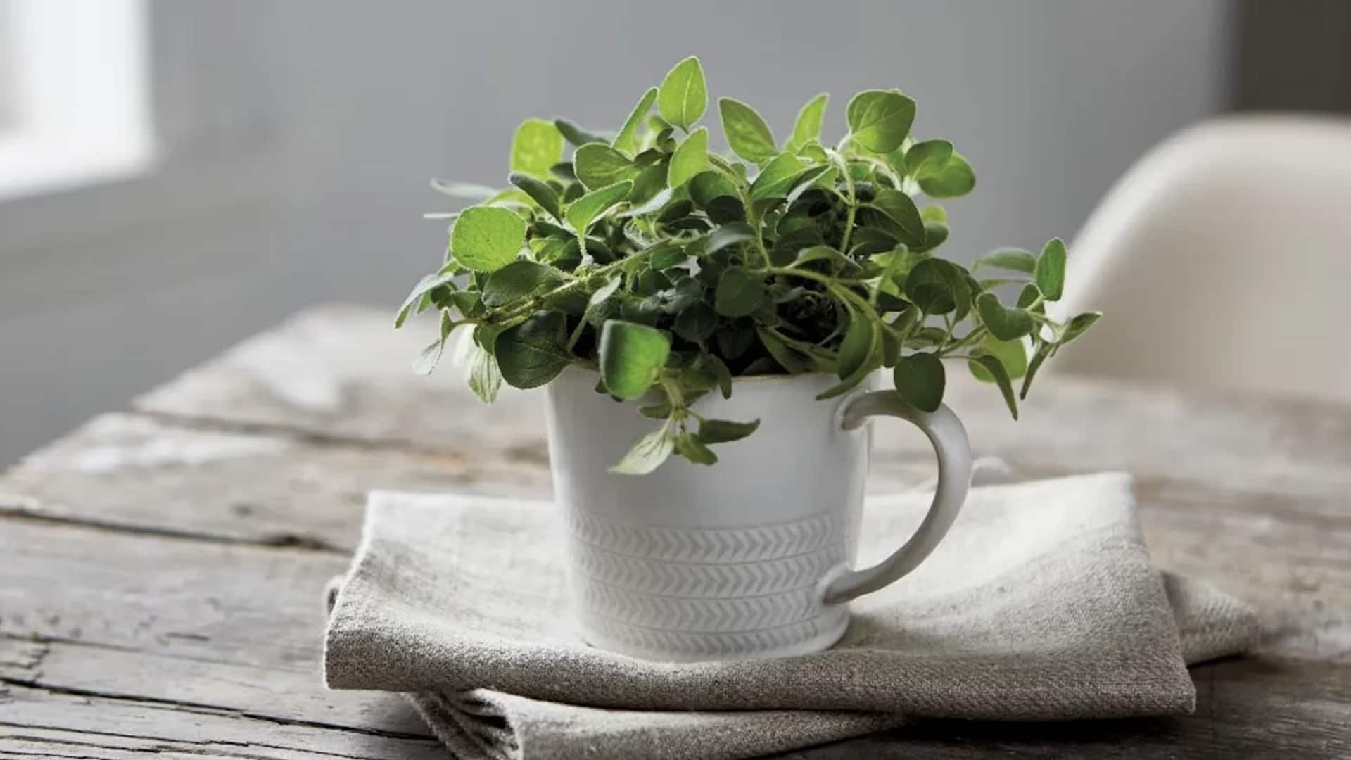 ปลูกสมุนไพรในบ้านเอง ประหยัดเงินได้ง่าย ๆ