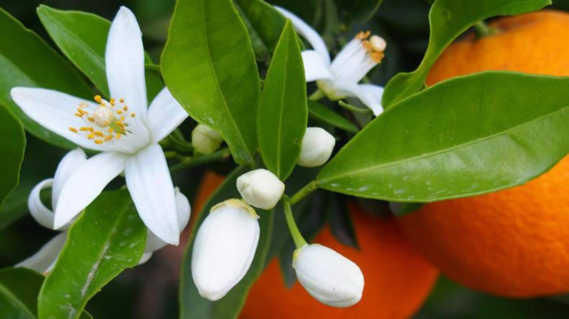 ดอกส้ม: เคล็ดลับเพื่อผิวเปล่งปลั่งและชุ่มชื้นอย่างเป็นธรรมชาติ