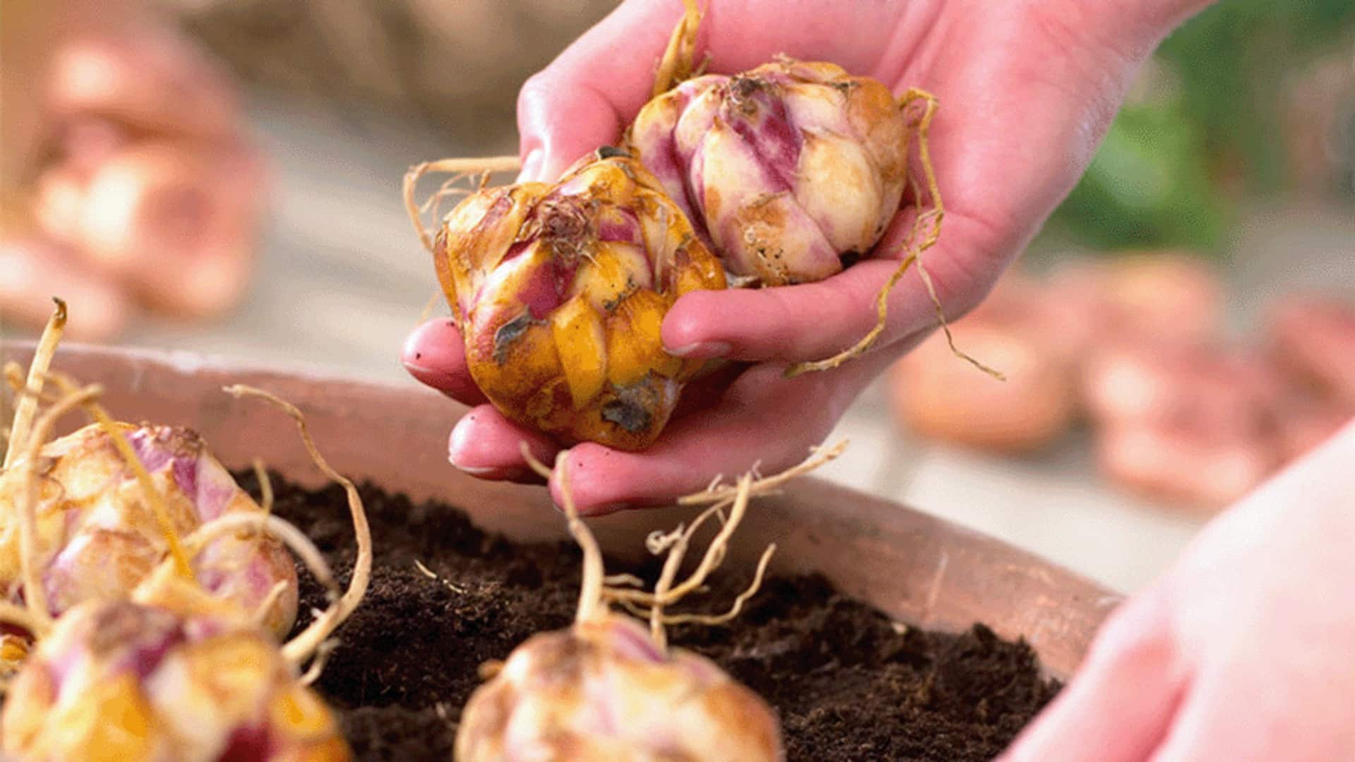 ประโยชน์ด้านความงามของหัวลิลลี่เพื่อผิวเปล่งปลั่ง