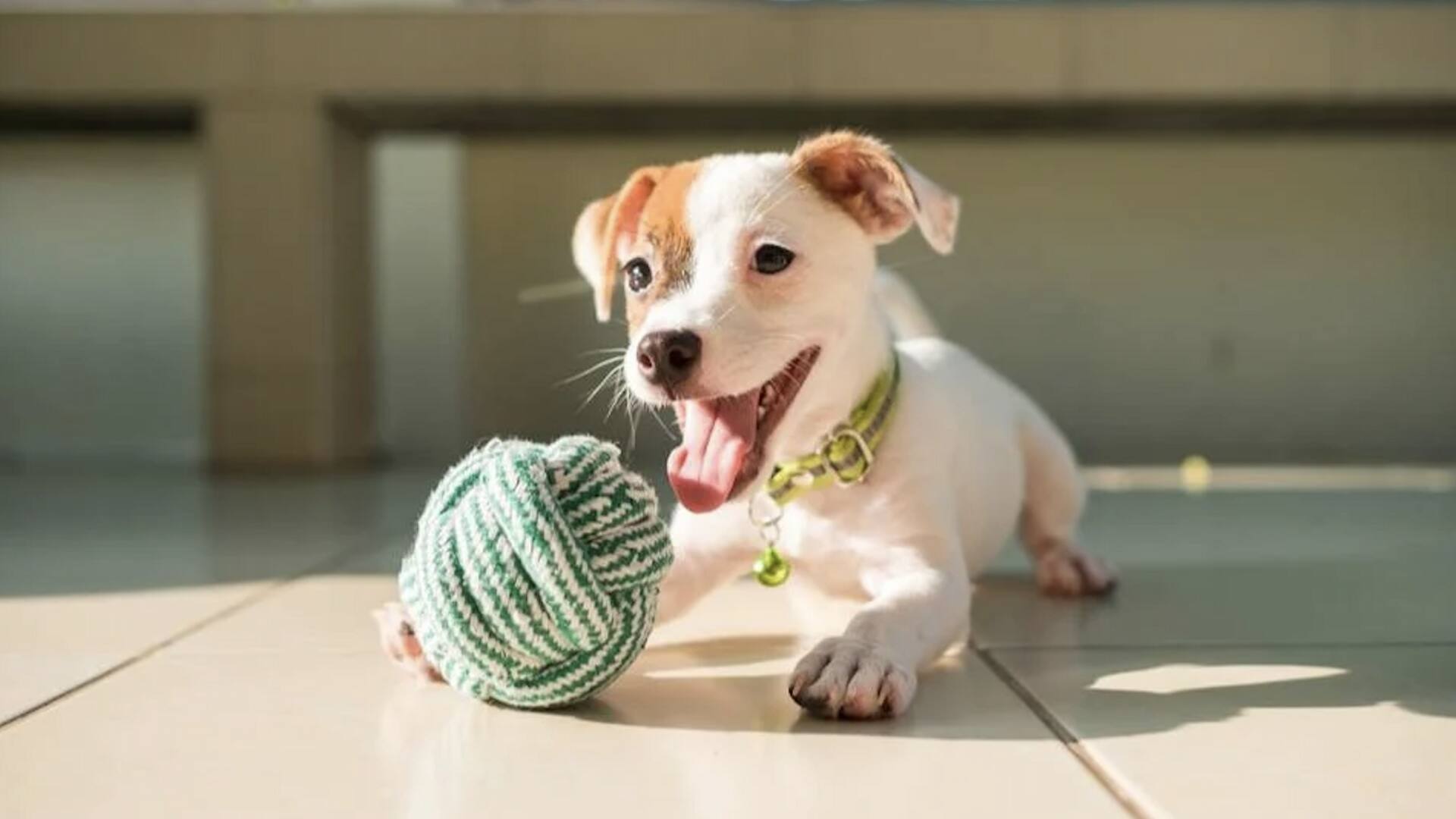 ทำของเล่นสัตว์เลี้ยงเองแบบง่ายๆ ใช้งบน้อย