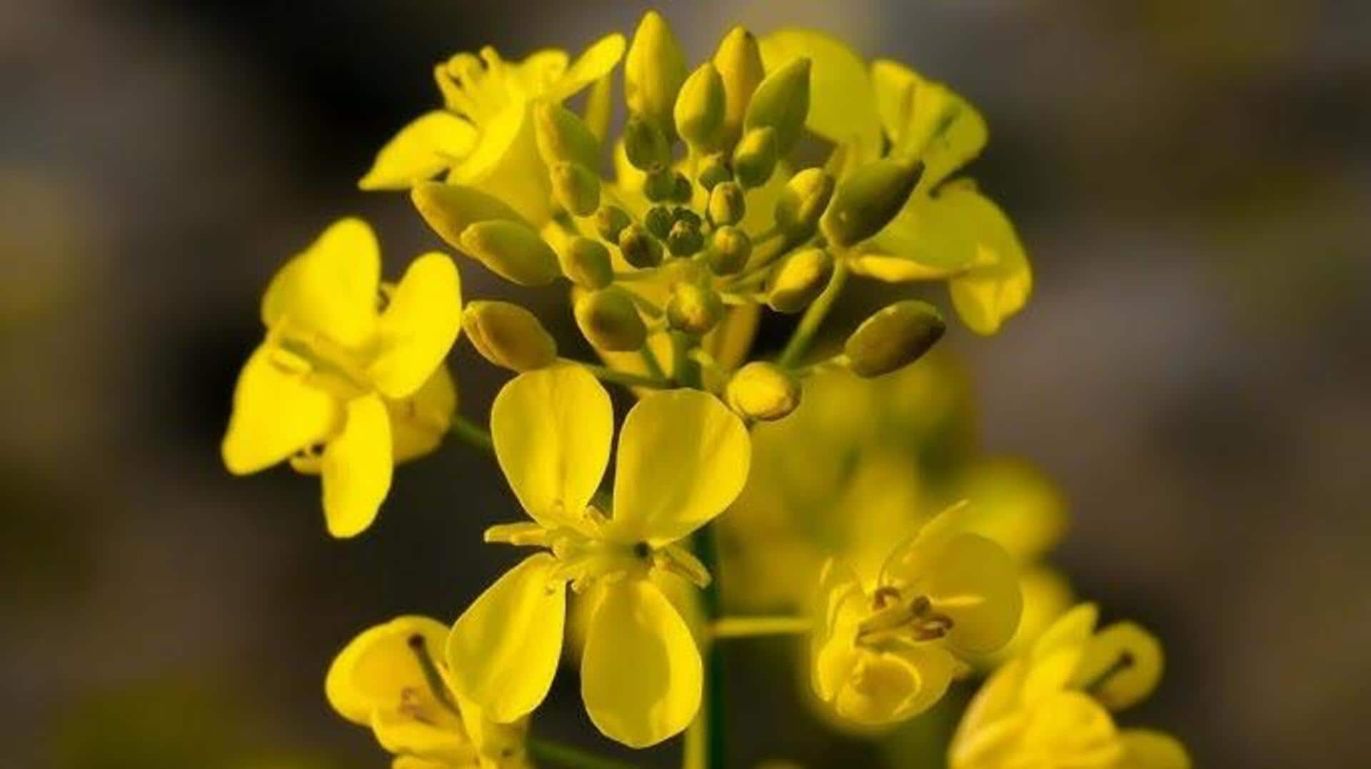 ดอกมัสตาร์ด: เคล็ดลับผิวสวยเรียบเนียนอย่างเป็นธรรมชาติ