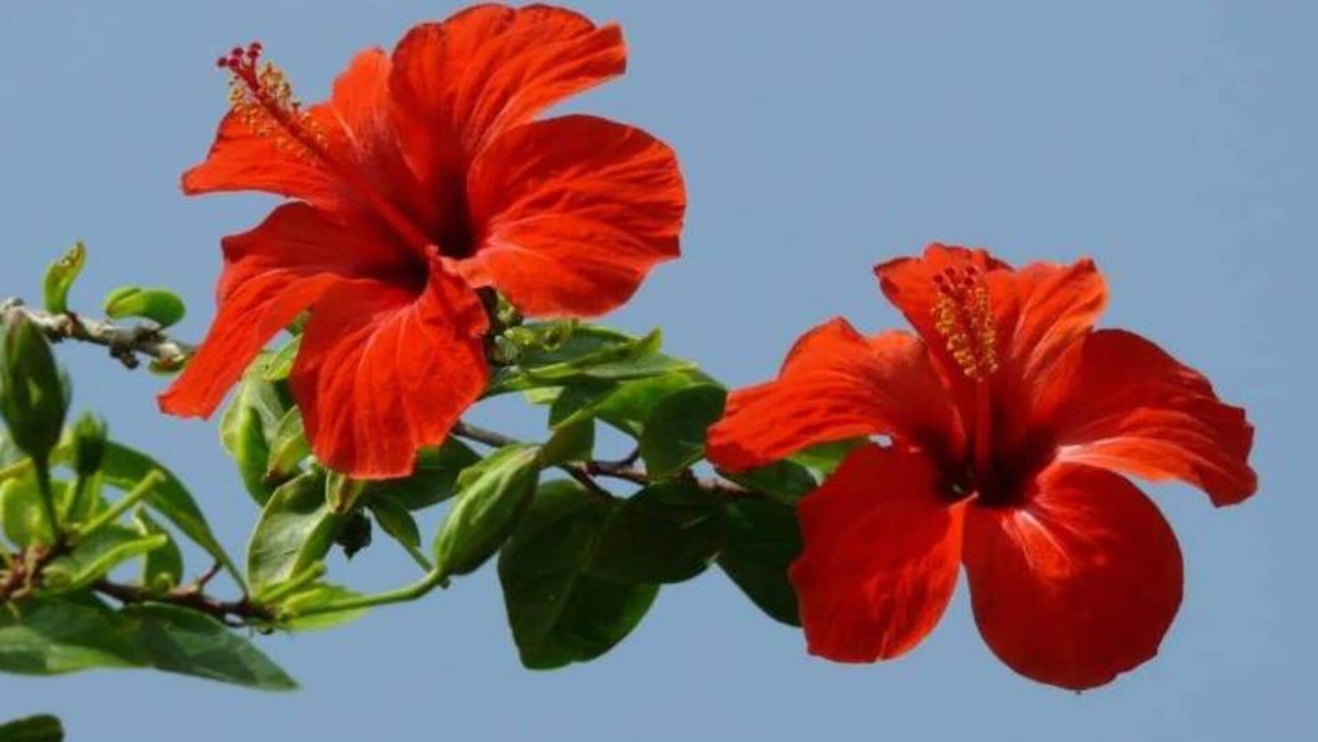 ดอกชบาเพื่อผมเงางาม: 5 ประโยชน์ด้านความงามที่ไม่ควรพลาด