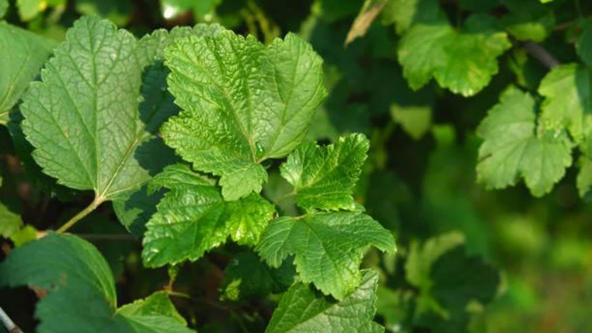 ใบลูกเกดดำ: เผยเคล็ดลับความงามที่ซ่อนอยู่