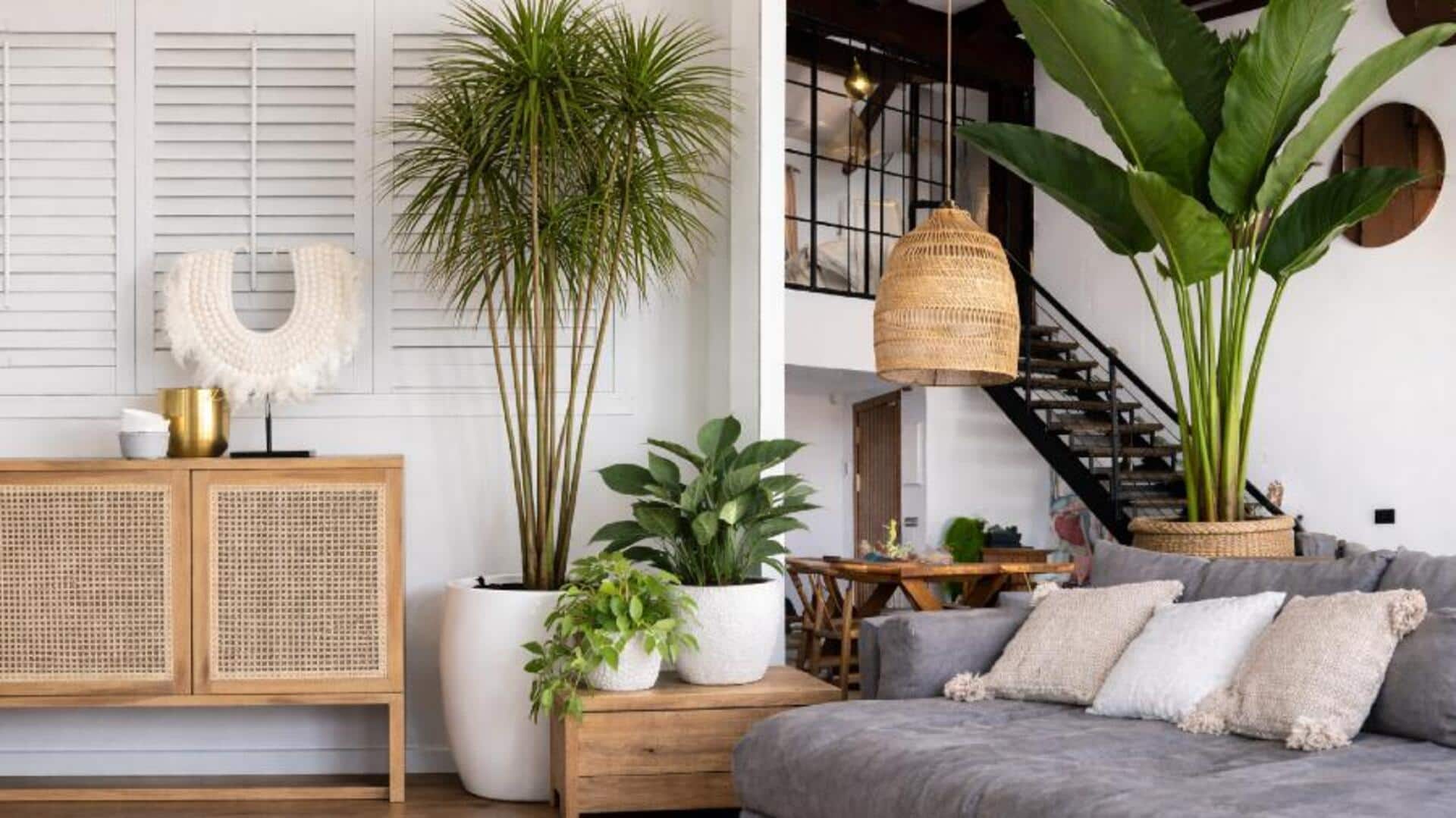 การตกแต่งด้วยพืชในร่มอย่างสมดุล