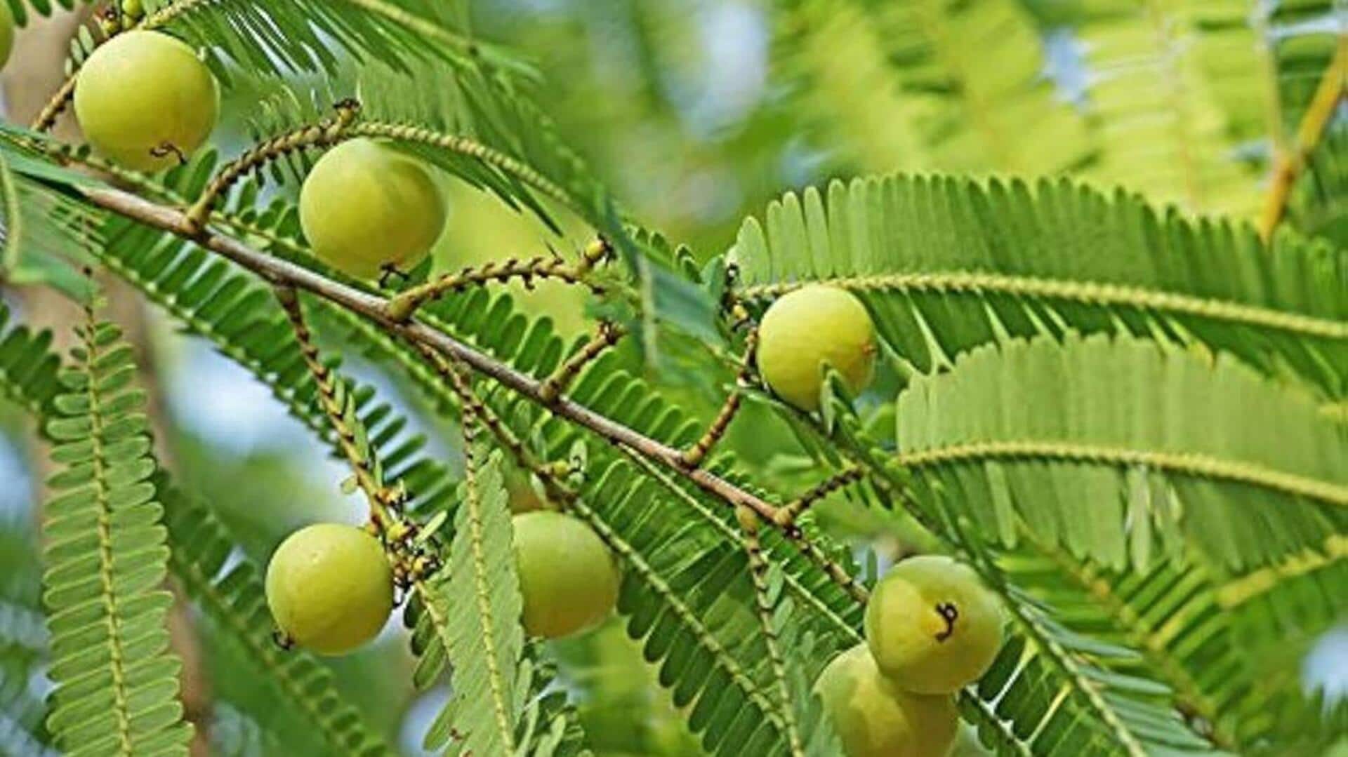 ใบมะขามป้อม: ช่วยลดอาการแดงและฟื้นฟูสมดุลผิวอย่างเป็นธรรมชาติ