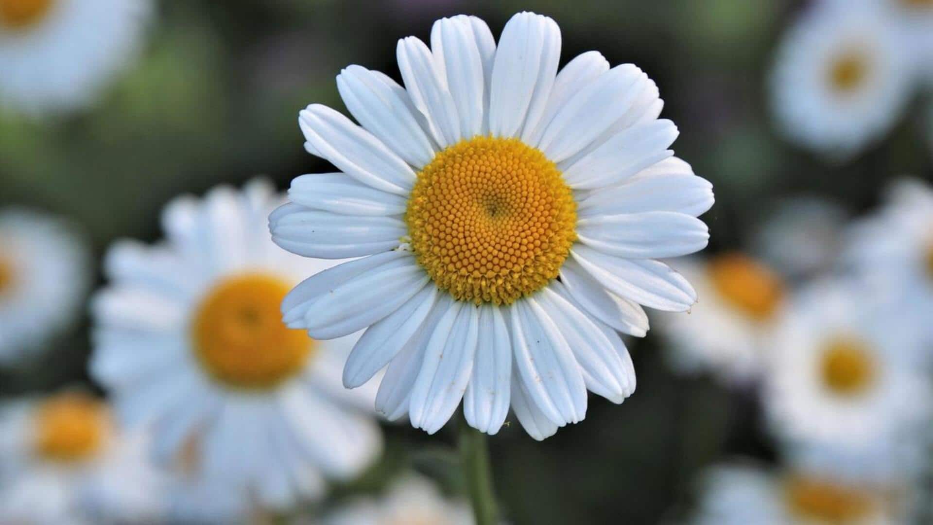 ดอกคาโมมายล์: เสน่ห์จากธรรมชาติเพื่อผิวสวยเปล่งปลั่ง