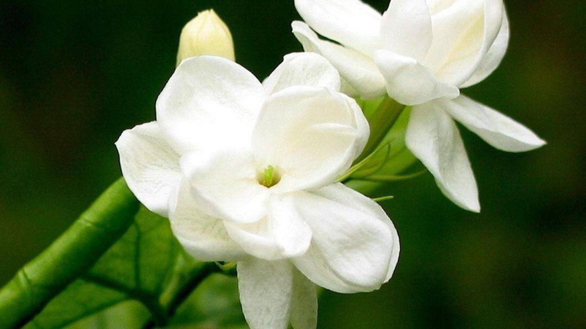 คุณประโยชน์ด้านความงามของดอกมะลิเพื่อผิวสุขภาพดี