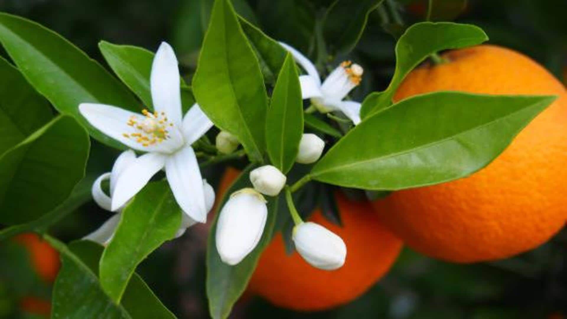 ดอกส้ม: เคล็ดลับความงามเพื่อผิวสวยเปล่งปลั่ง