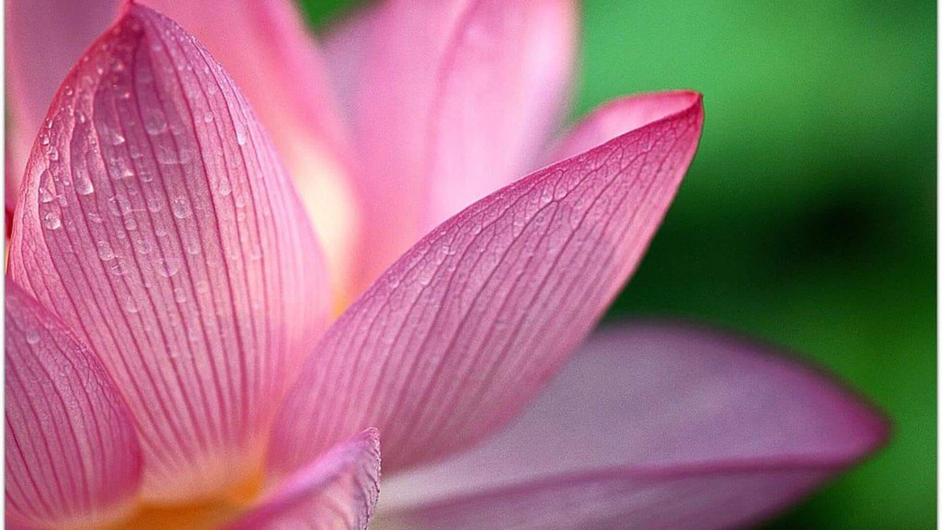 กลีบบัว: เอลิกเซอร์ฟื้นฟูผิวตามธรรมชาติ