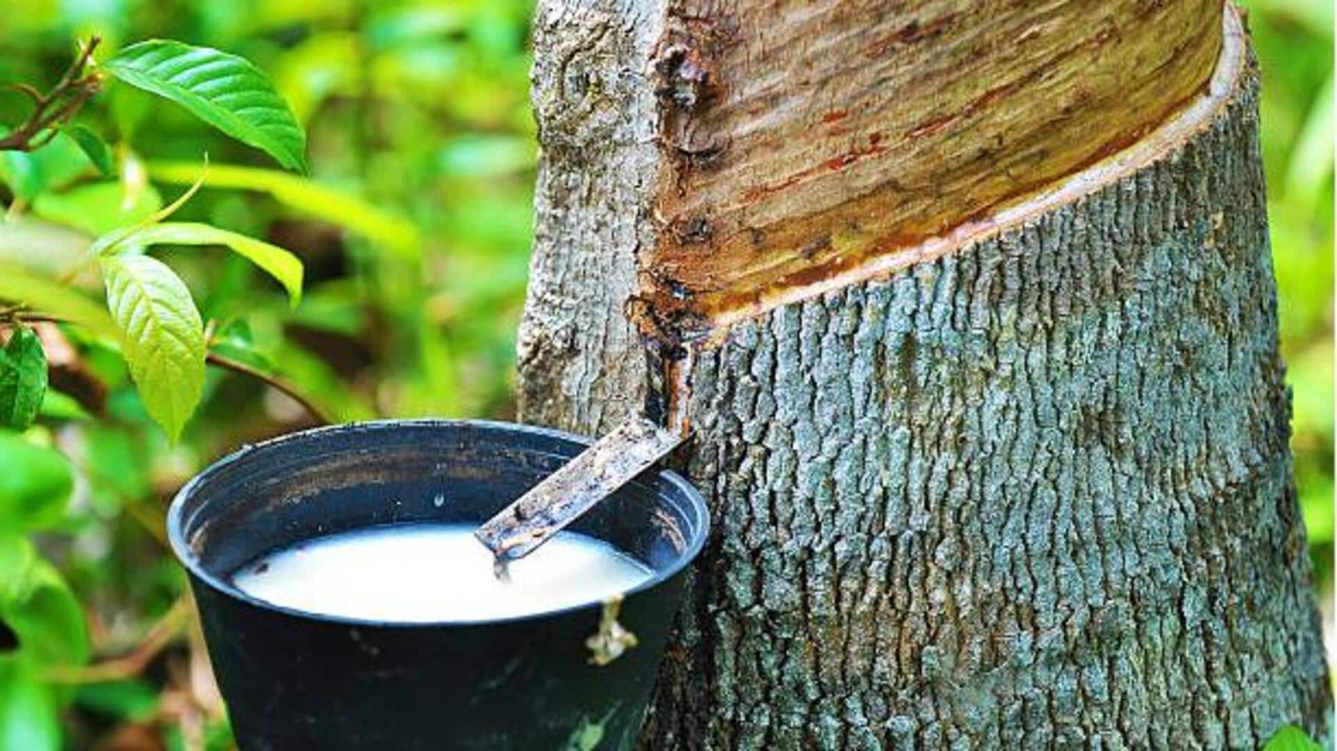 เผยความงามจากน้ำยางต้นโพธิ์ เพื่อผิวอ่อนเยาว์อย่างเป็นธรรมชาติ