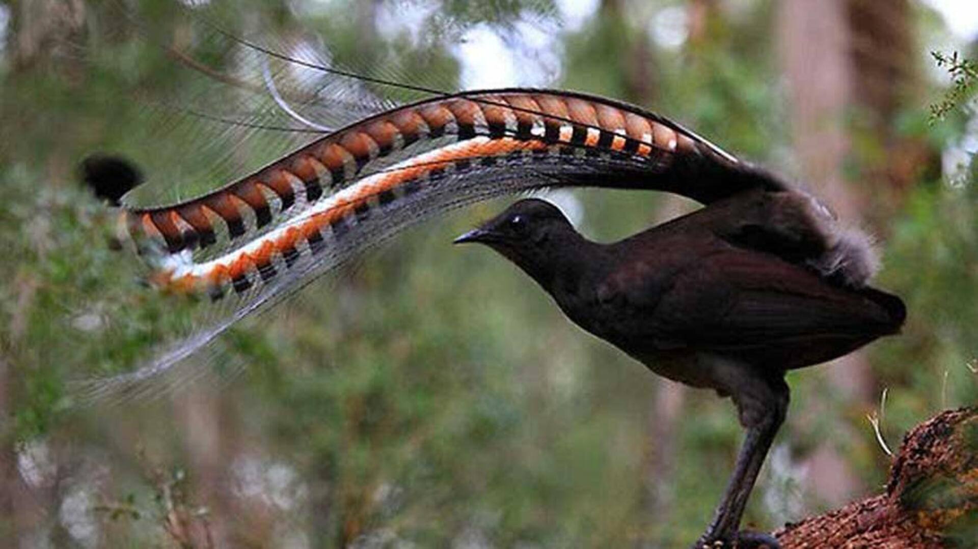 สถานที่ดูนกใกล้ซิดนีย์ที่ไม่ควรพลาด